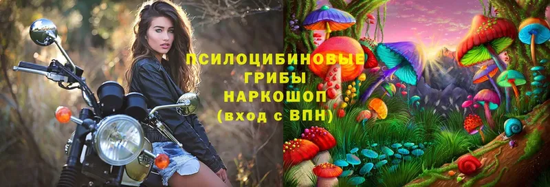 Псилоцибиновые грибы мухоморы  хочу наркоту  Каменногорск 